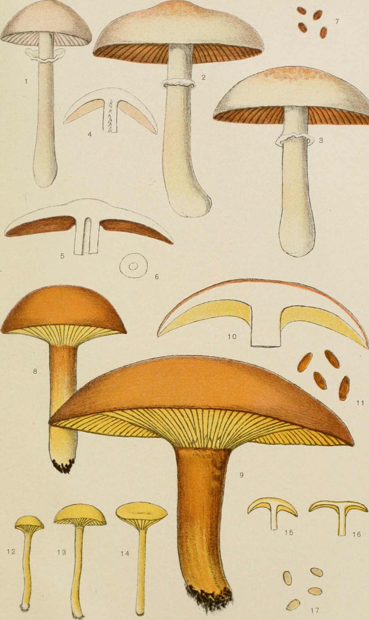 Cantharellus minor