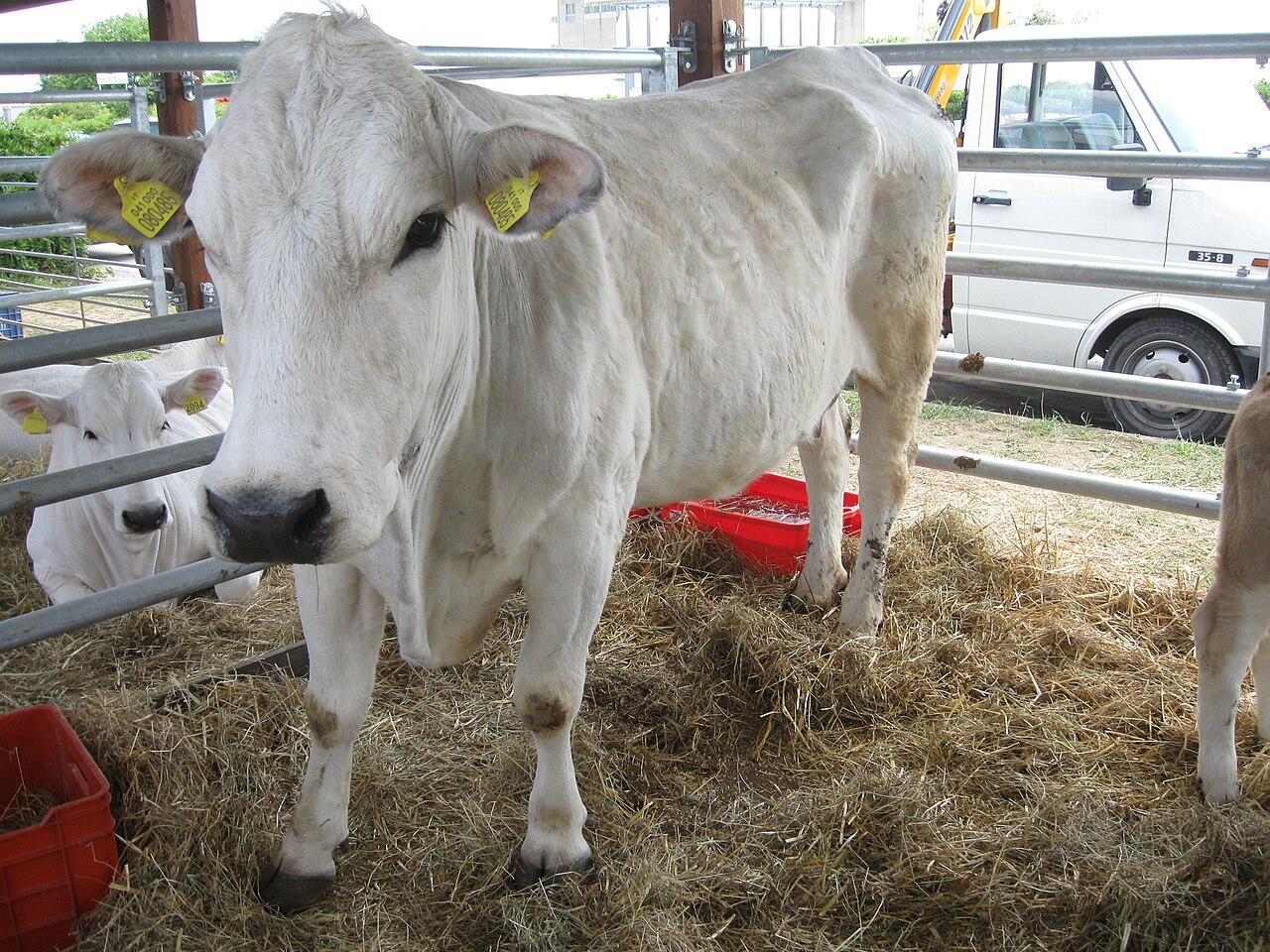 Marchigiana