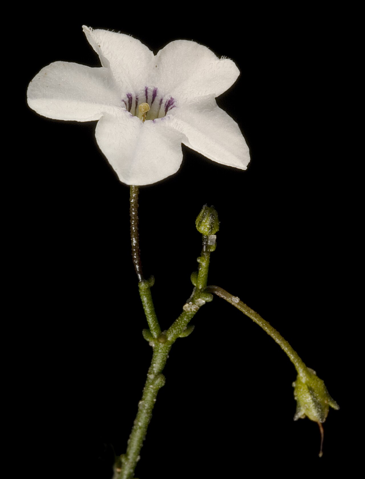Cyphanthera microphylla