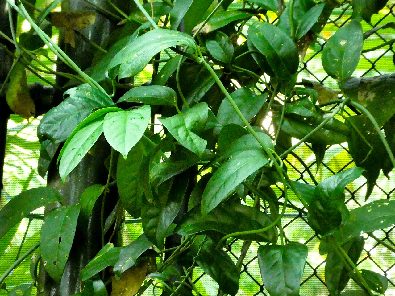 Austrobaileya scandens