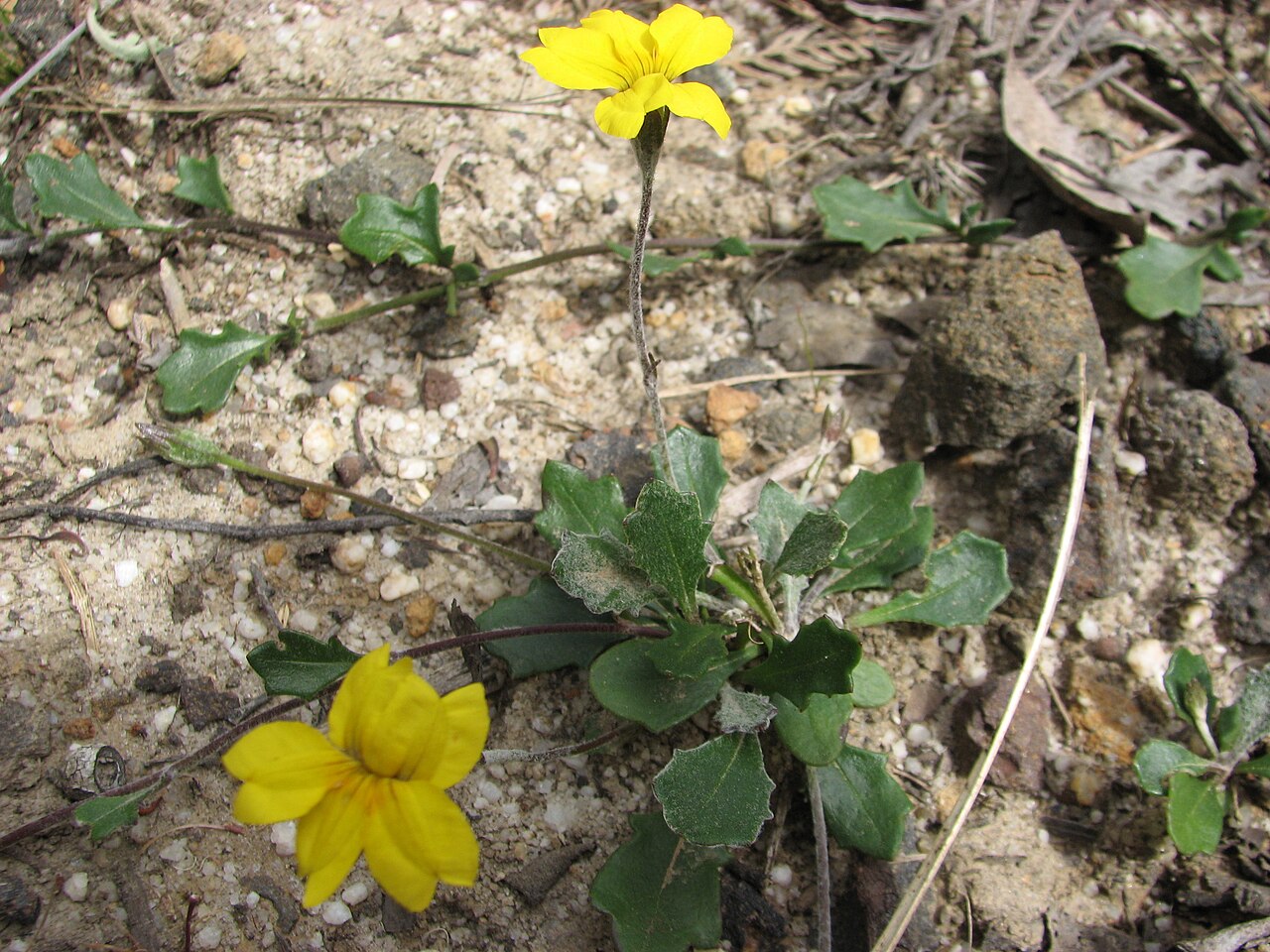 Trailing goodenia in Victoria and native