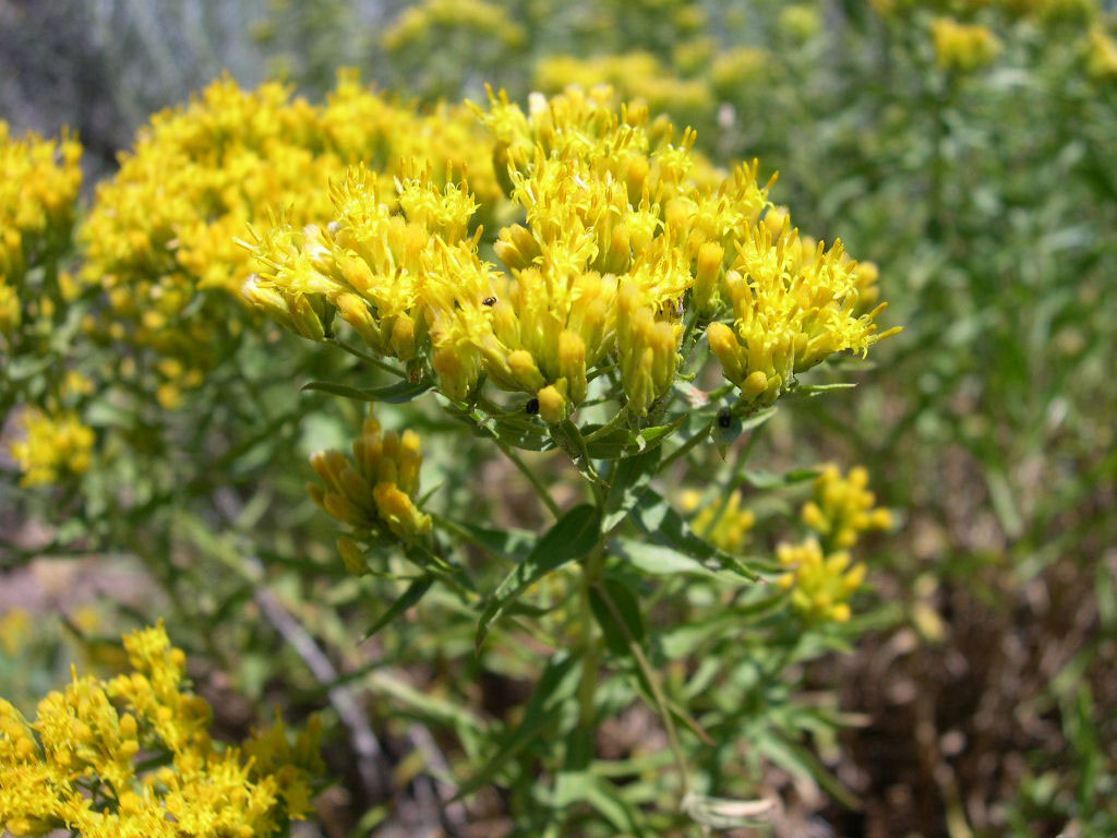 Ericameria greenei