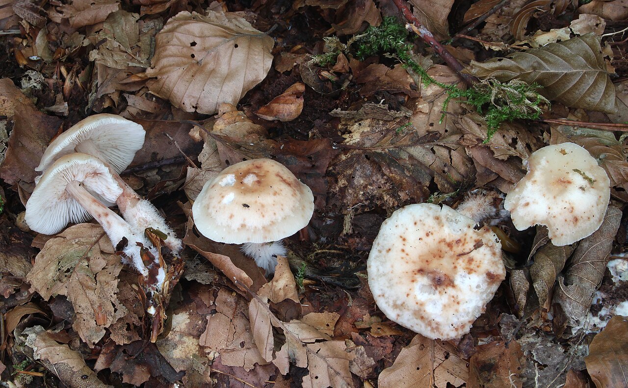 Gymnopus hariolorum
