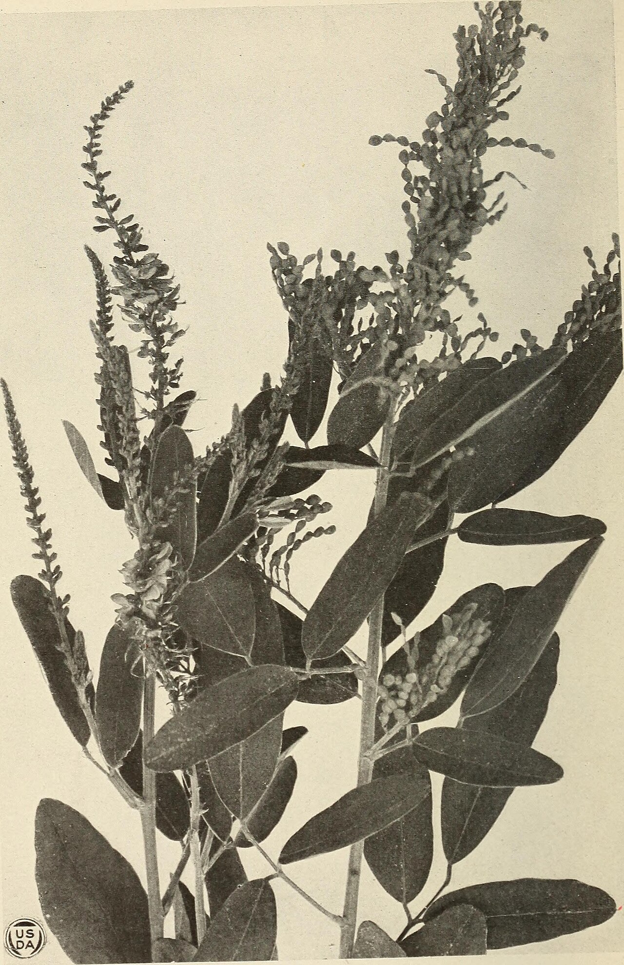 Solanum chaucha