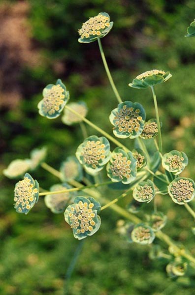 Bupleurum angulosum