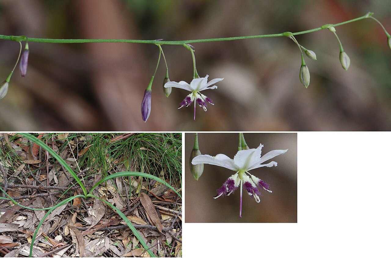 Arthropodium milleflorum