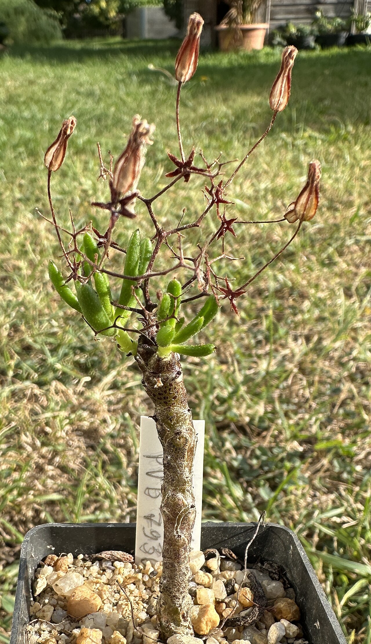 Tylecodon nigricaulis