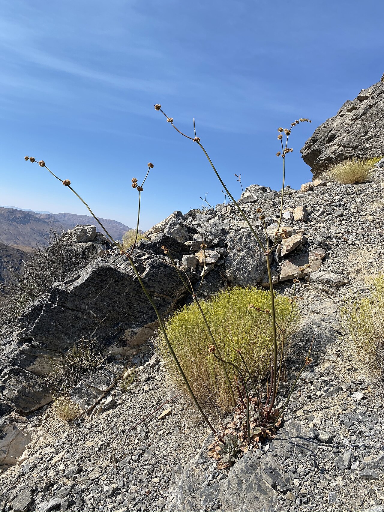 Eriogonum intrafractum
