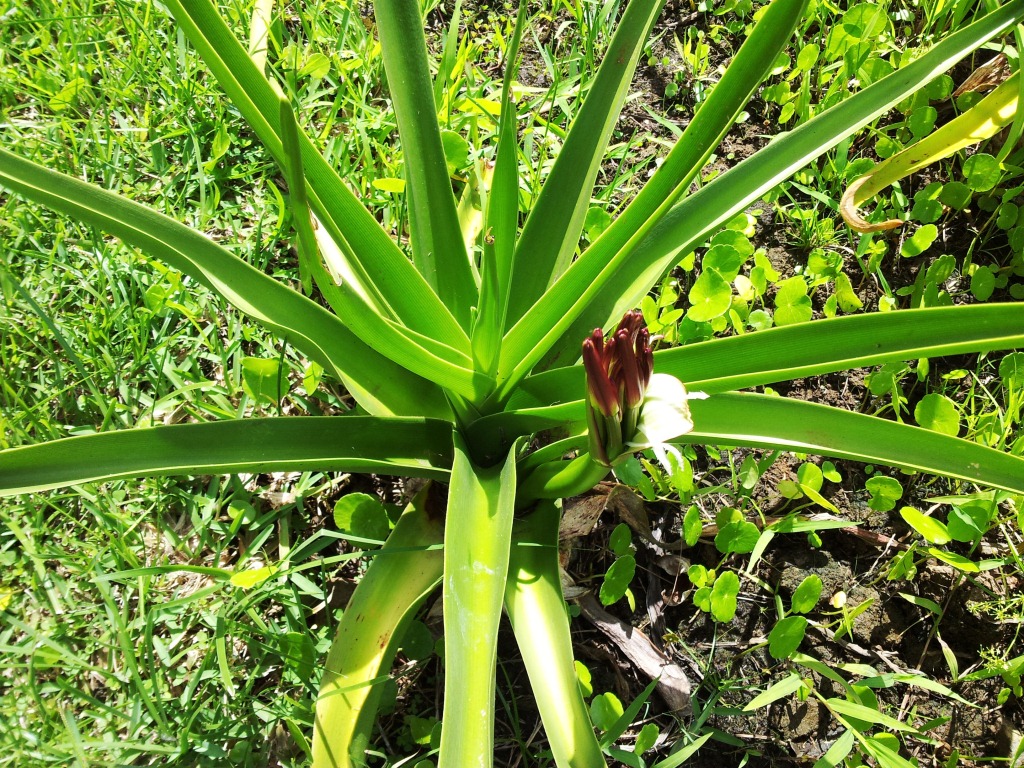 Crinum mauritianum