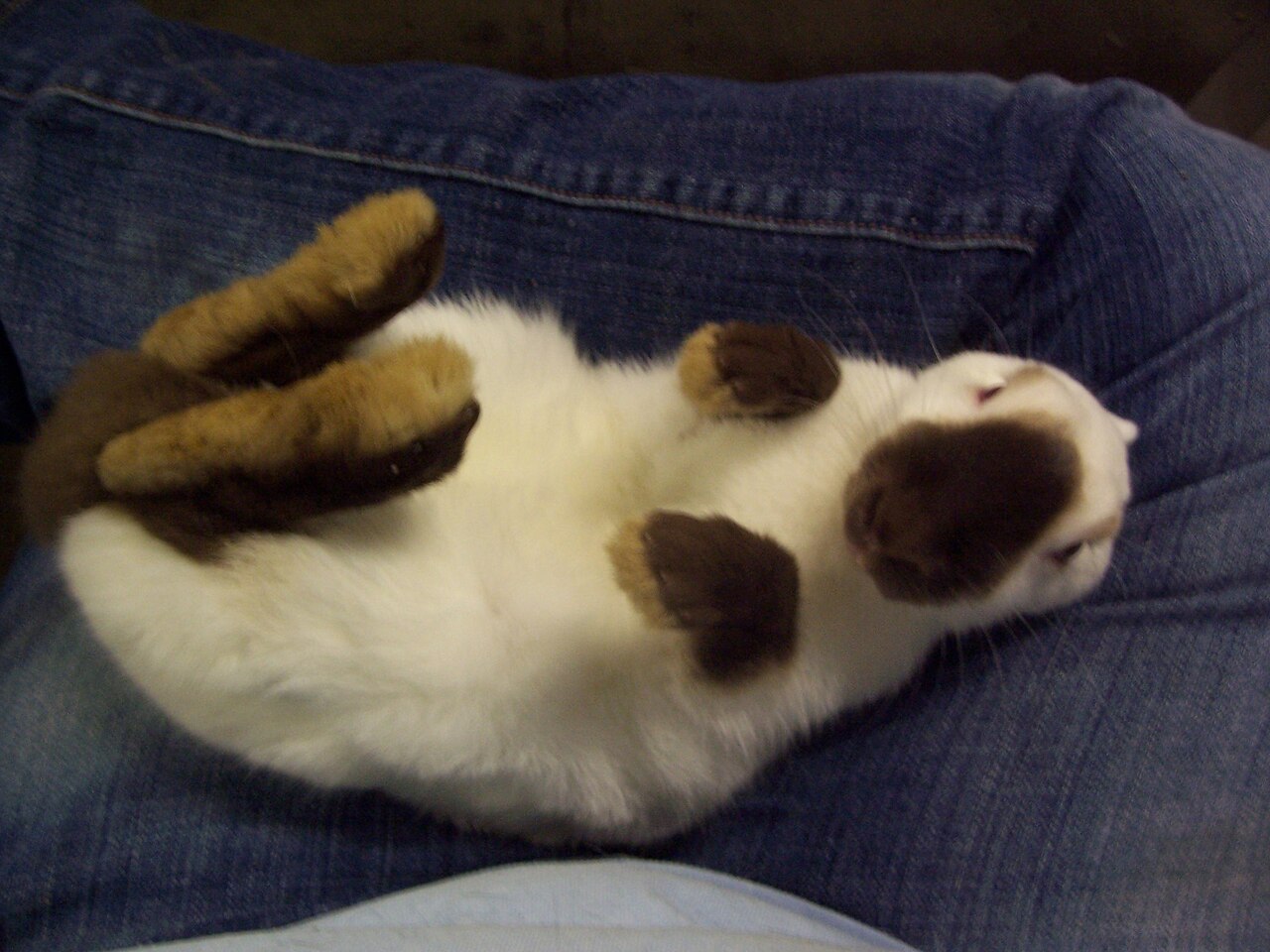 Himalayan rabbit