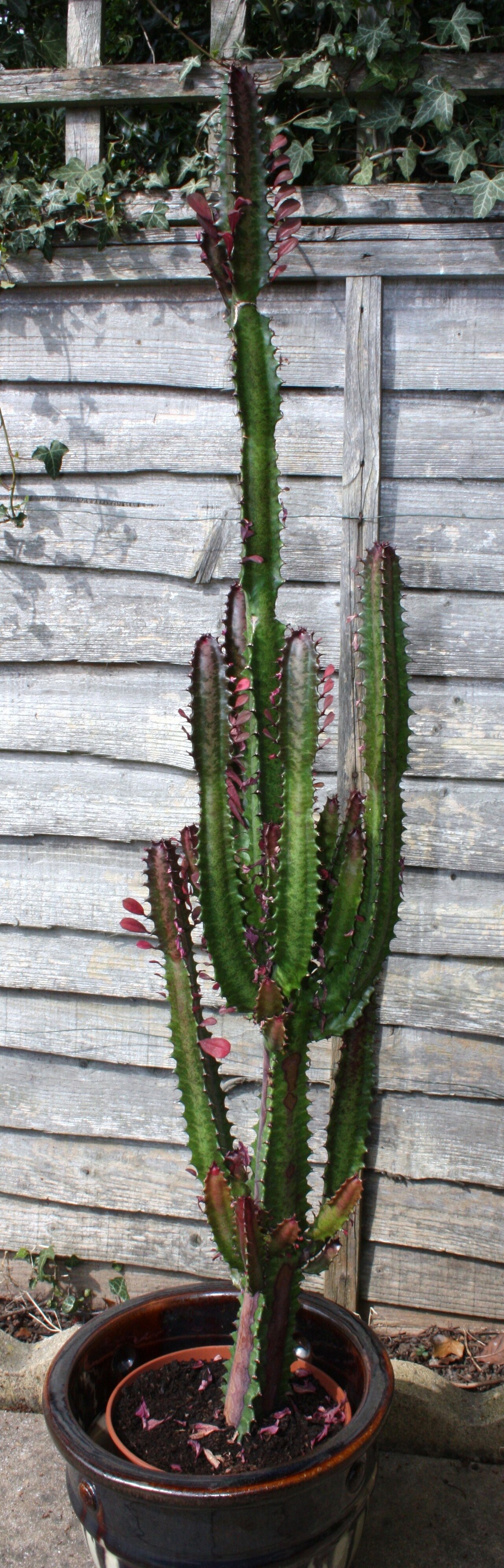 Euphorbia trigona