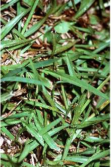 Axonopus fissifolius