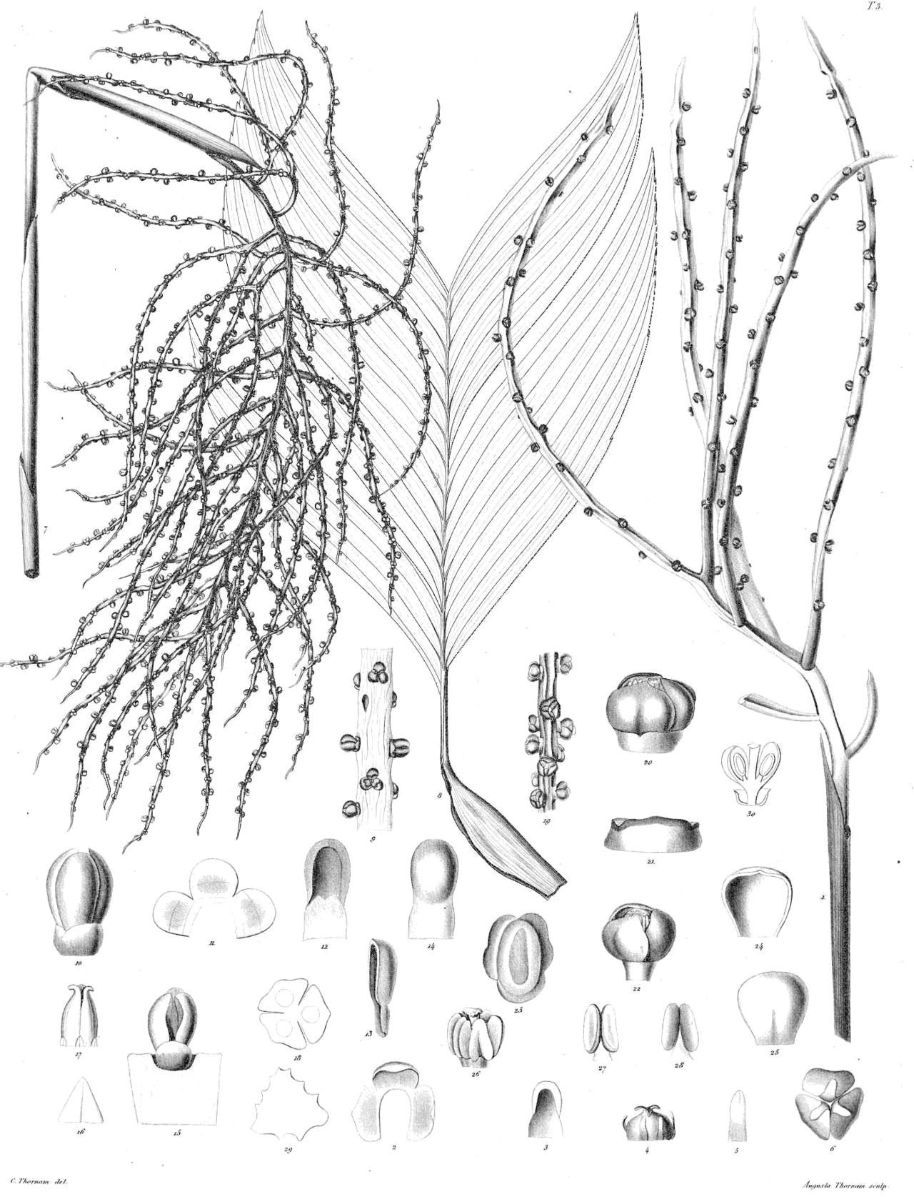 Chamaedorea sartorii