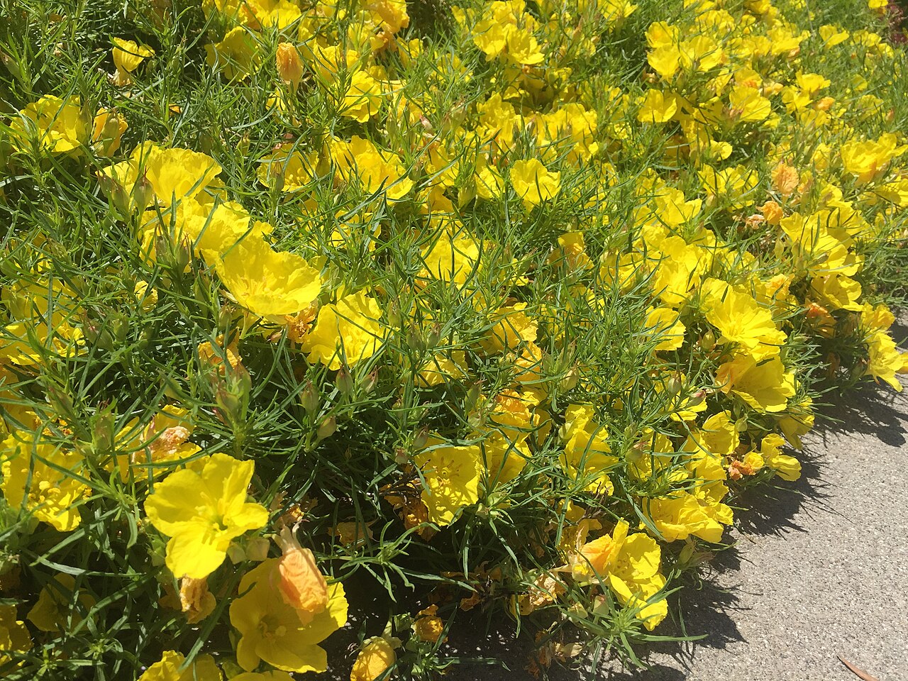 Oenothera hartwegii
