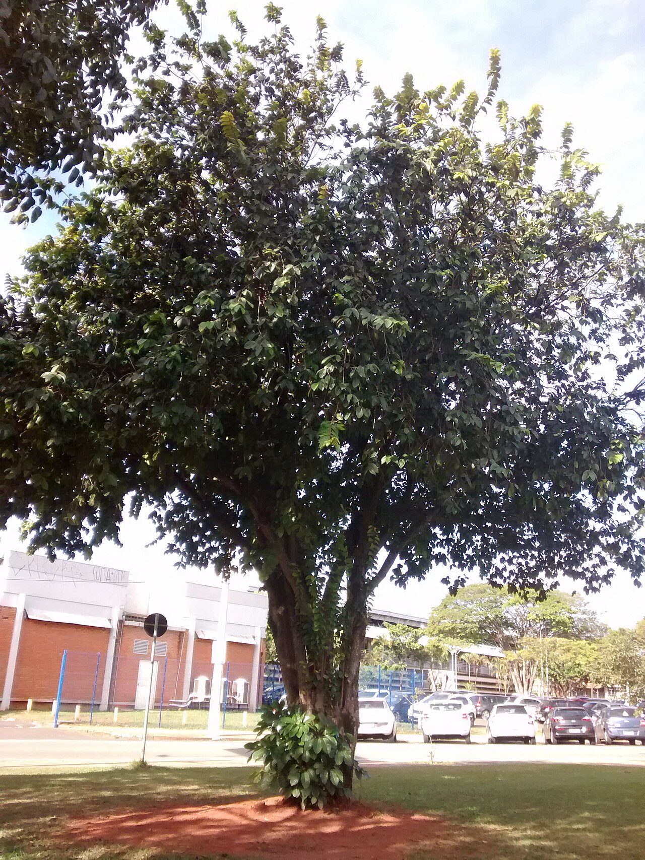 Hirtella hebeclada