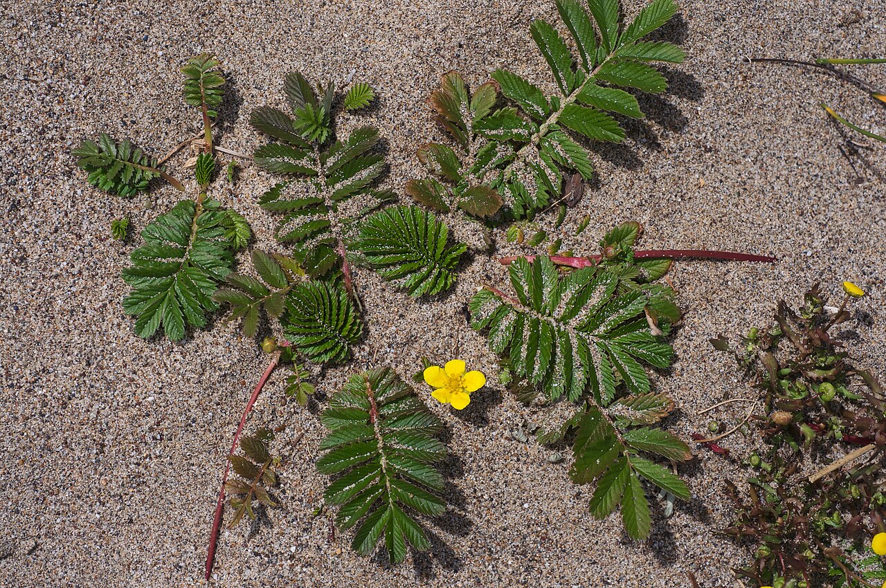 Argentina egedii