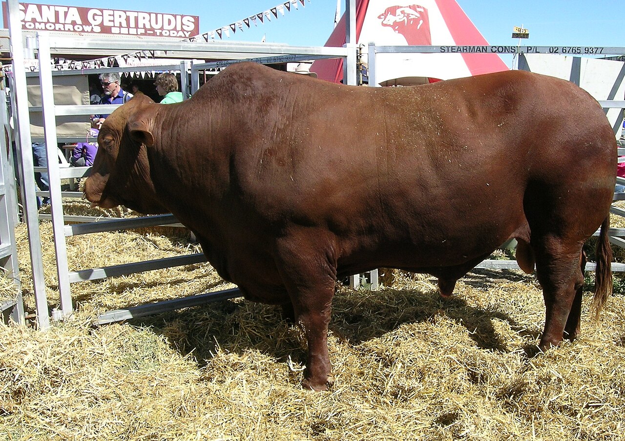 Santa Gertrudis cattle