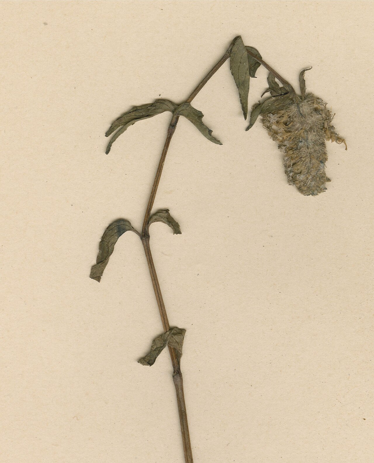 Pogostemon micangensis
