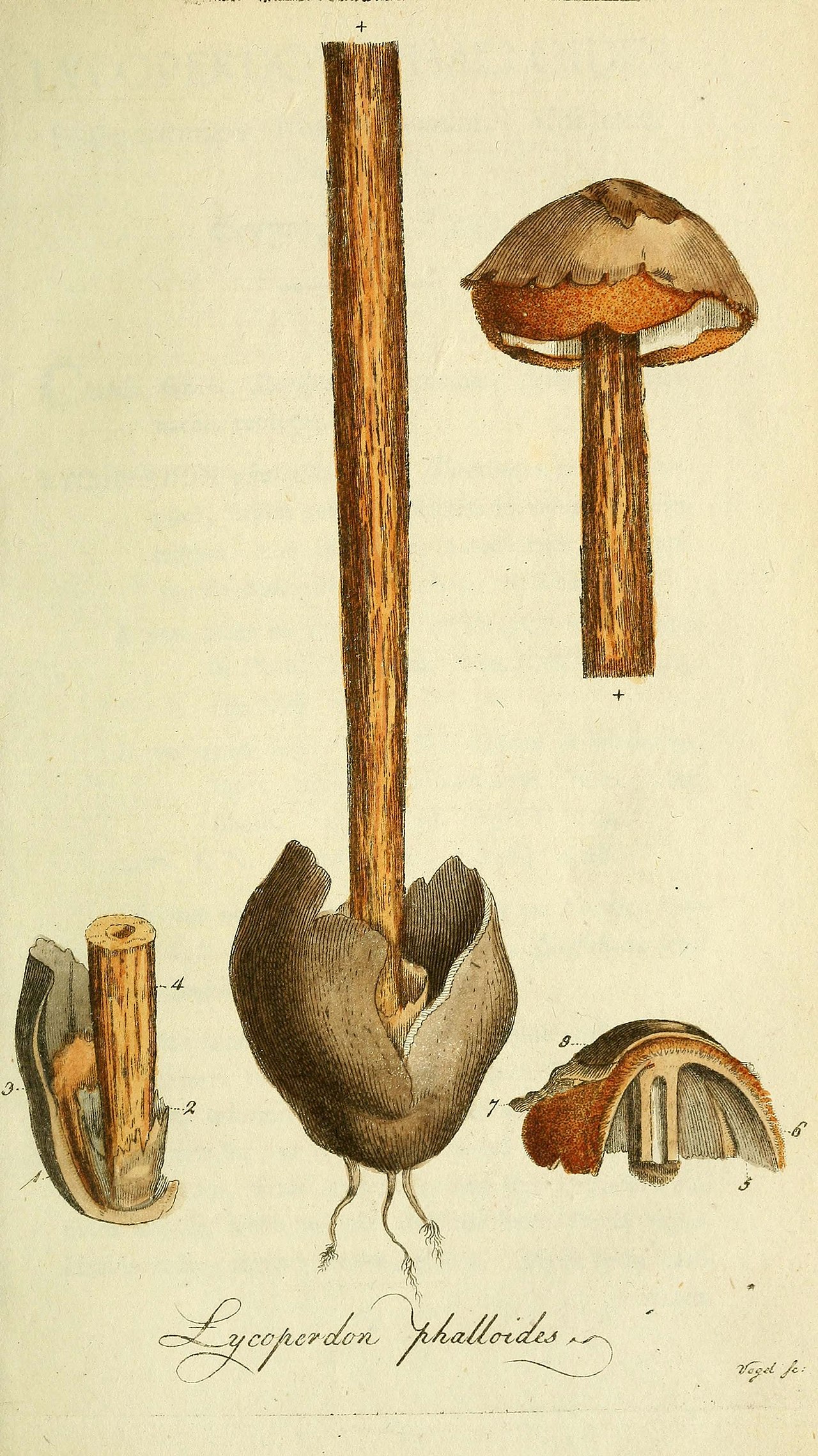 Battarrea phalloides