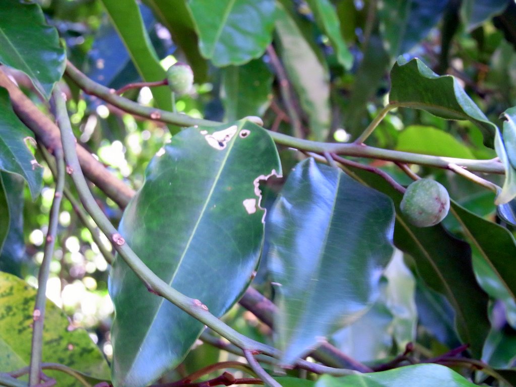 Galbulimima baccata