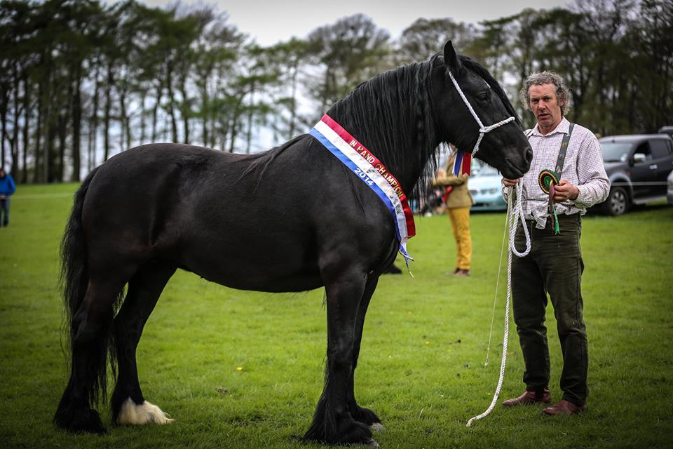 Dales pony