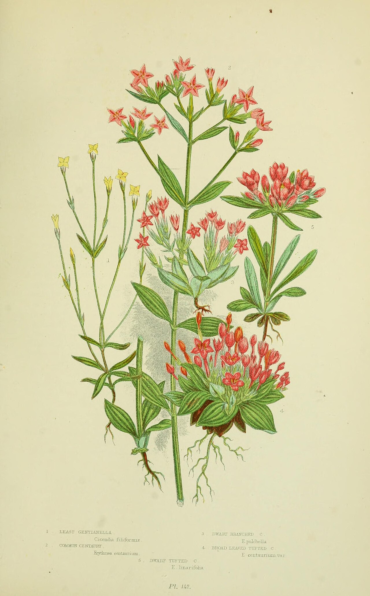 Erythraea linarifolia