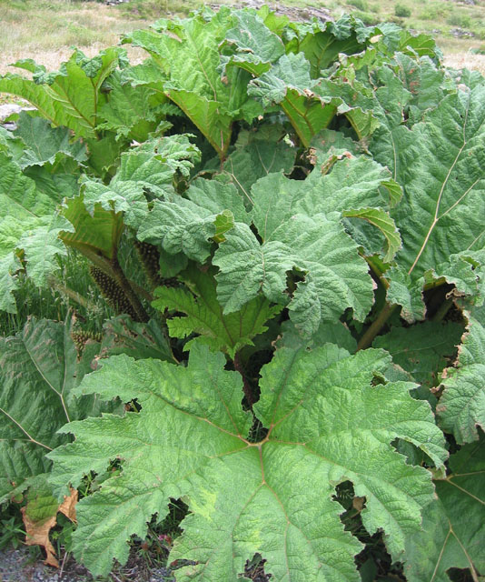 Giant-rhubarb