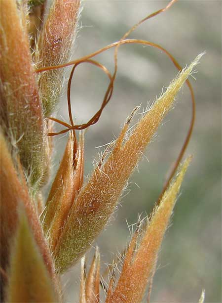 Aphelandra acanthus