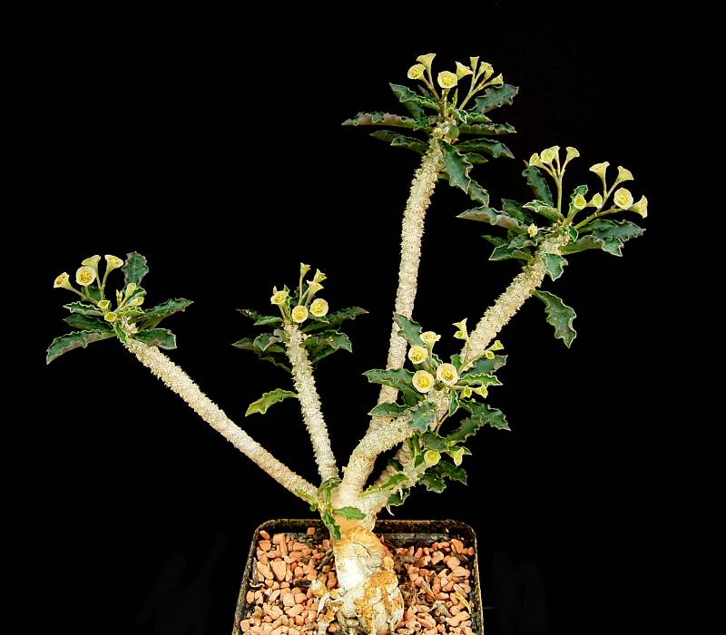 Euphorbia capmanambatoensis