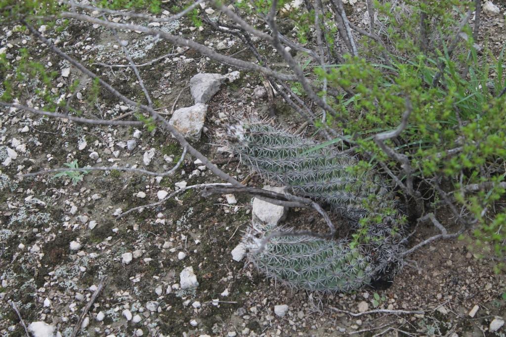Coryphantha pulleineana