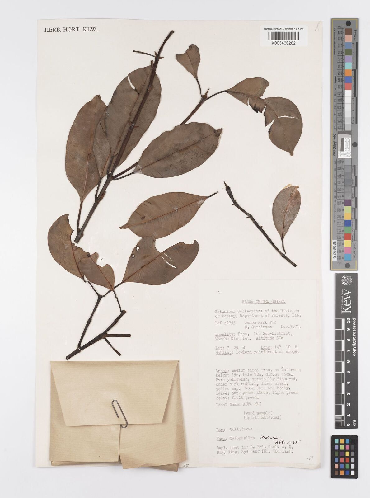 Calophyllum streimannii