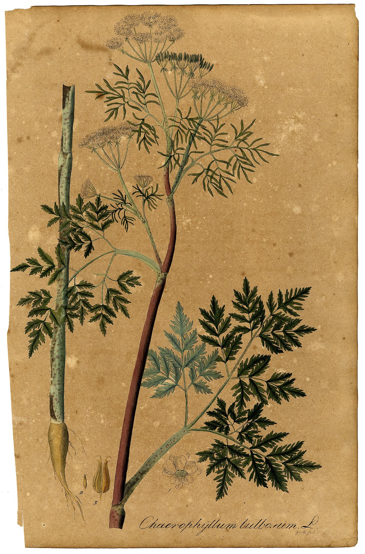 Chaerophyllum bulbosum
