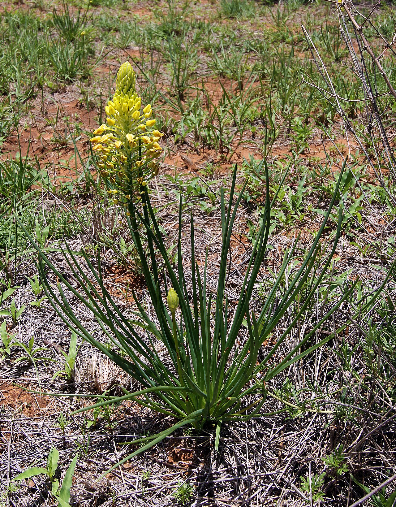 Bulbine abyssinica