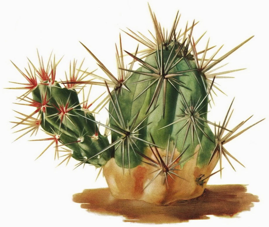 Cumulopuntia ignescens