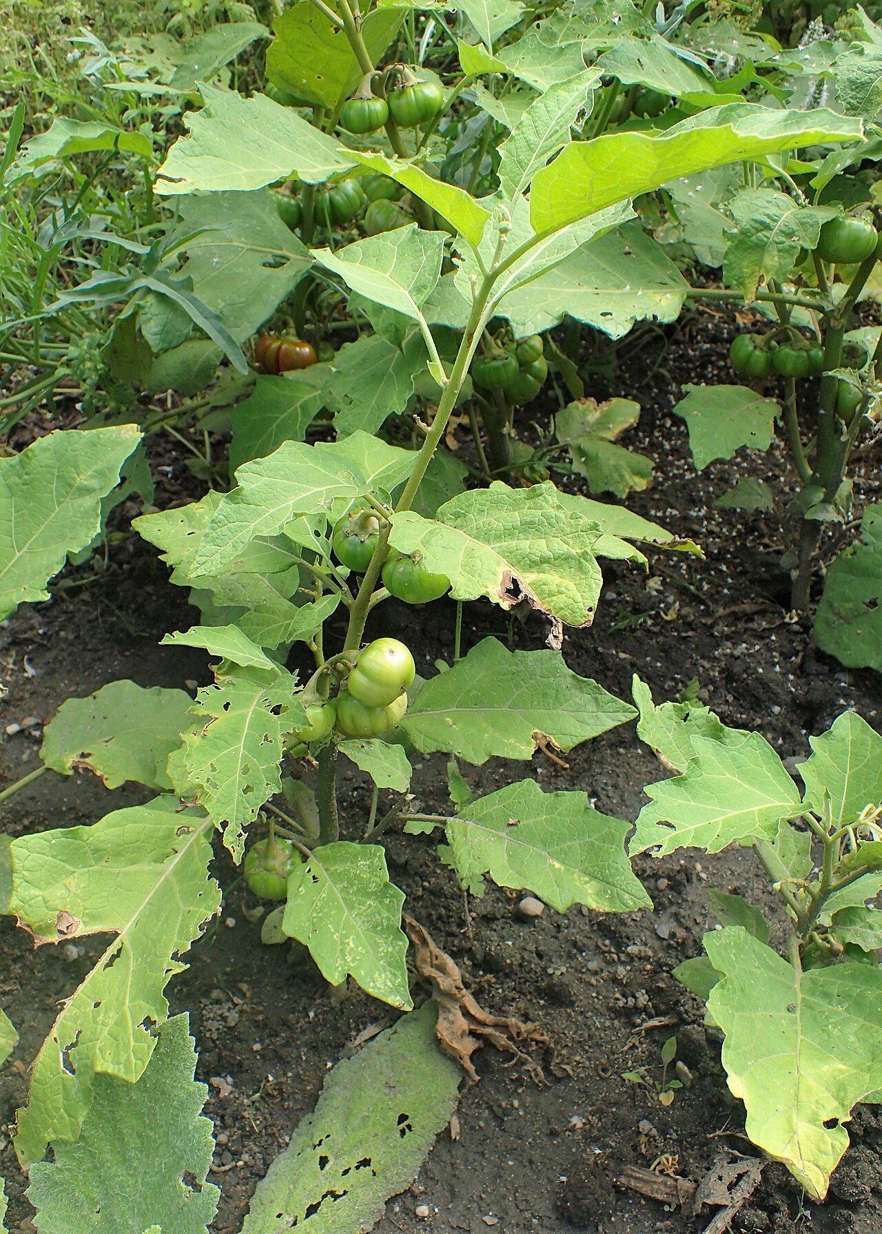 Solanum aethiopicum