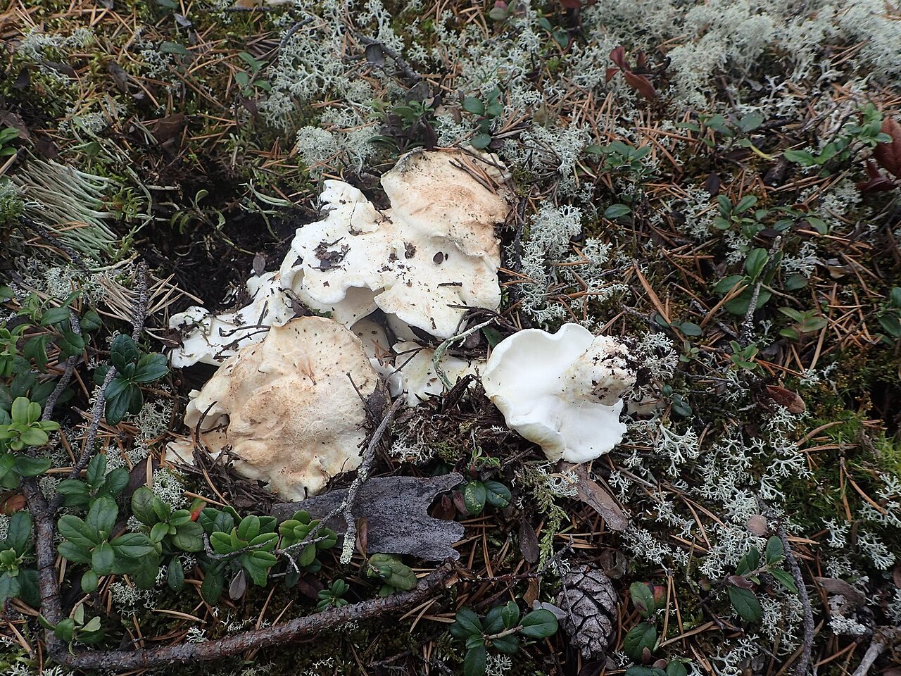 Albatrellus subrubescens
