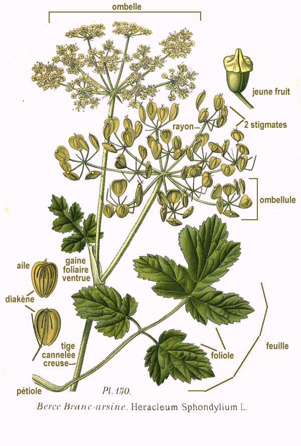 Hogweed or common hogweed