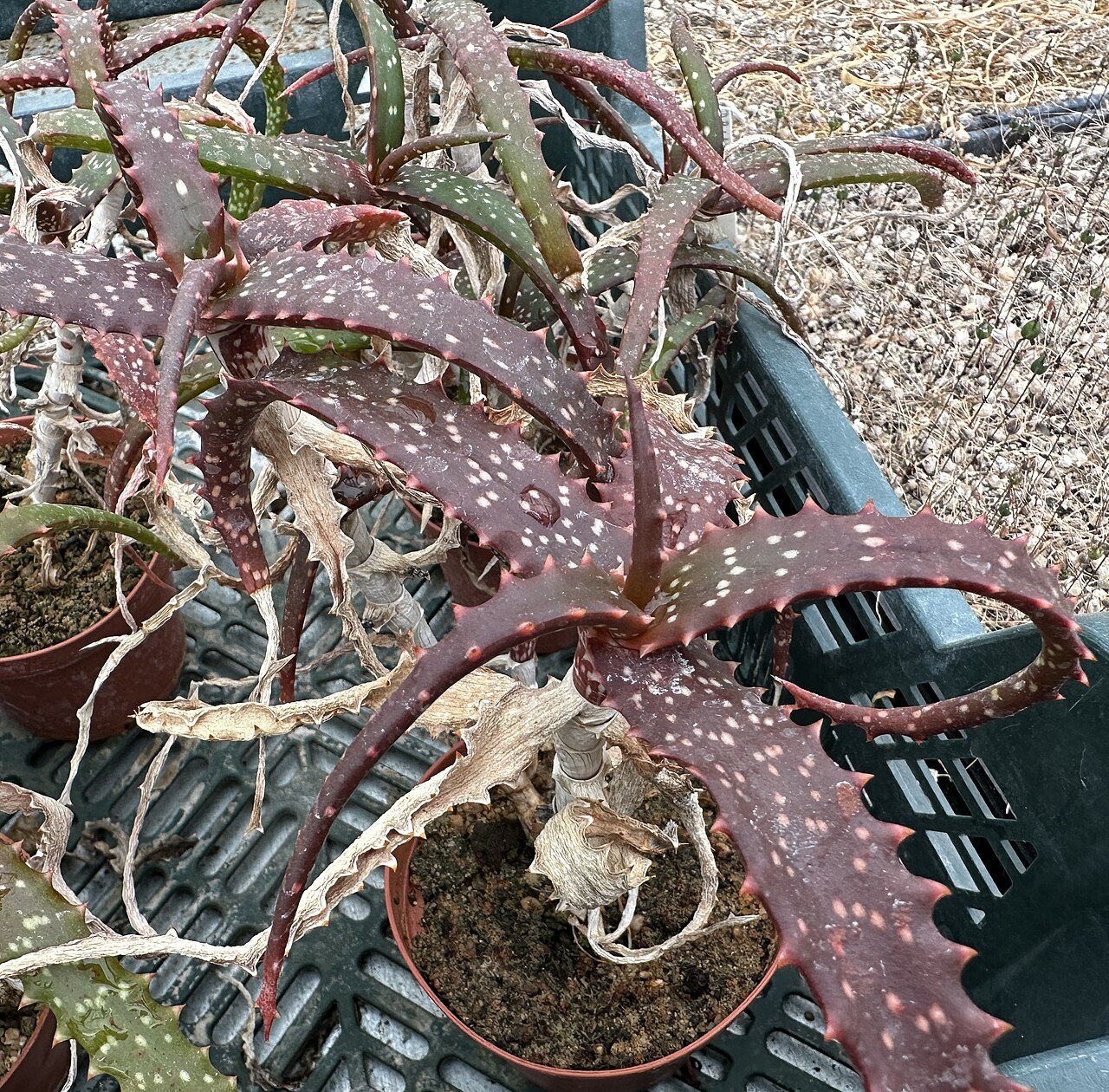 Aloe catengiana