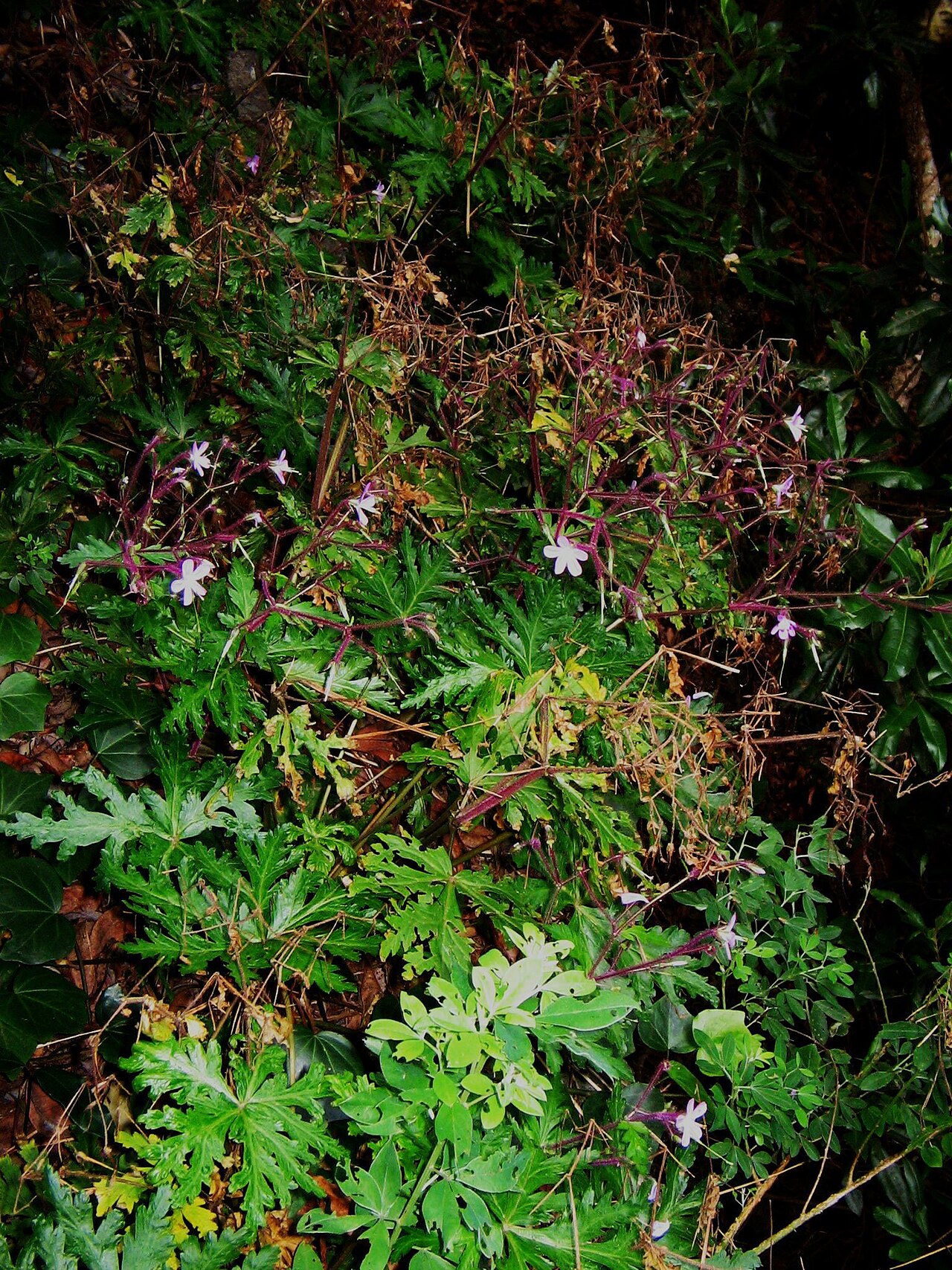Geranium canariense