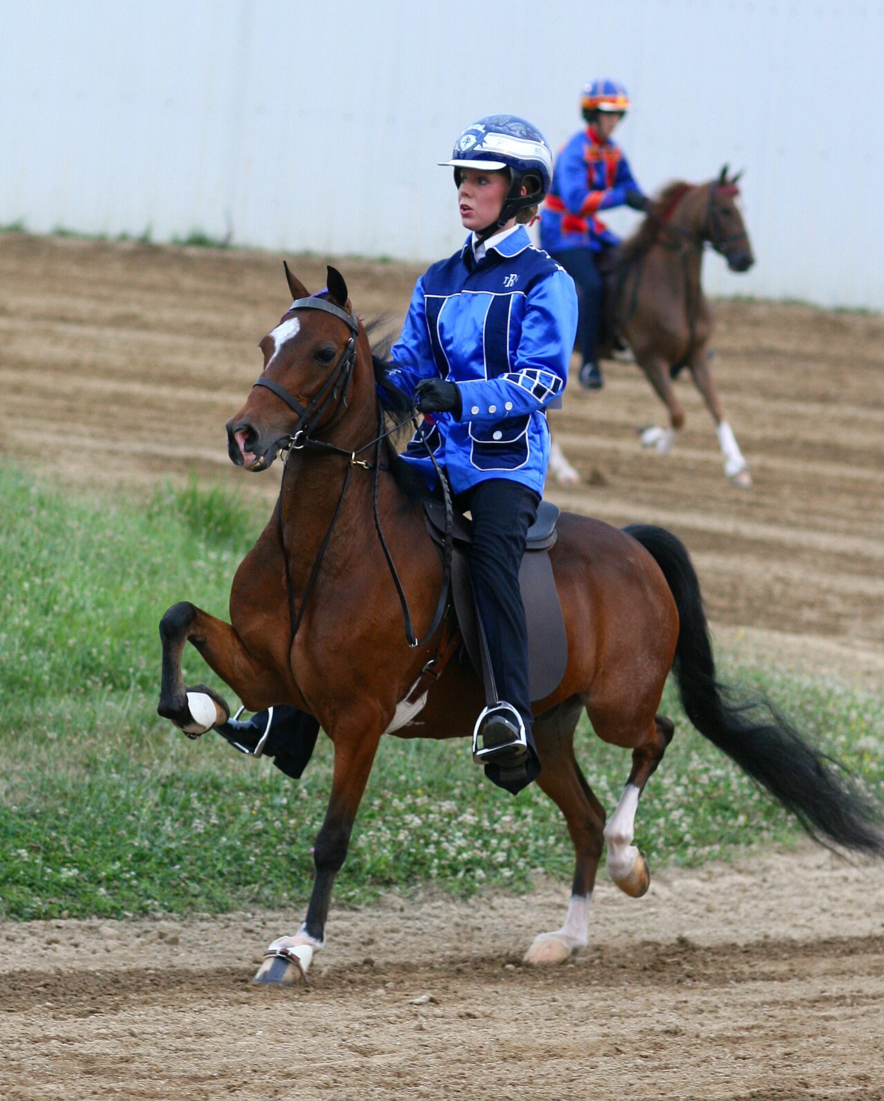 Hackney pony