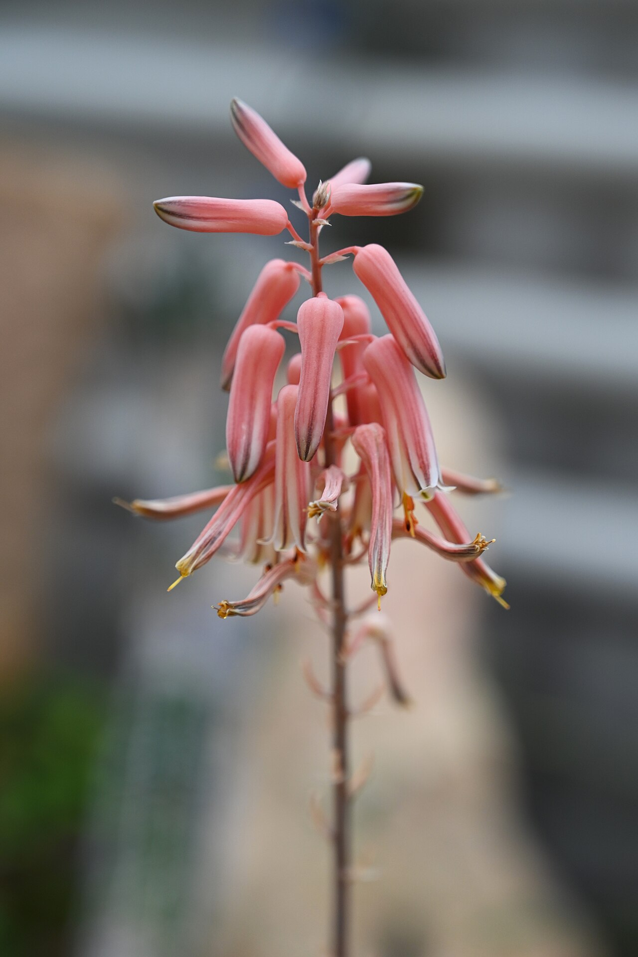 Aloe dorotheae