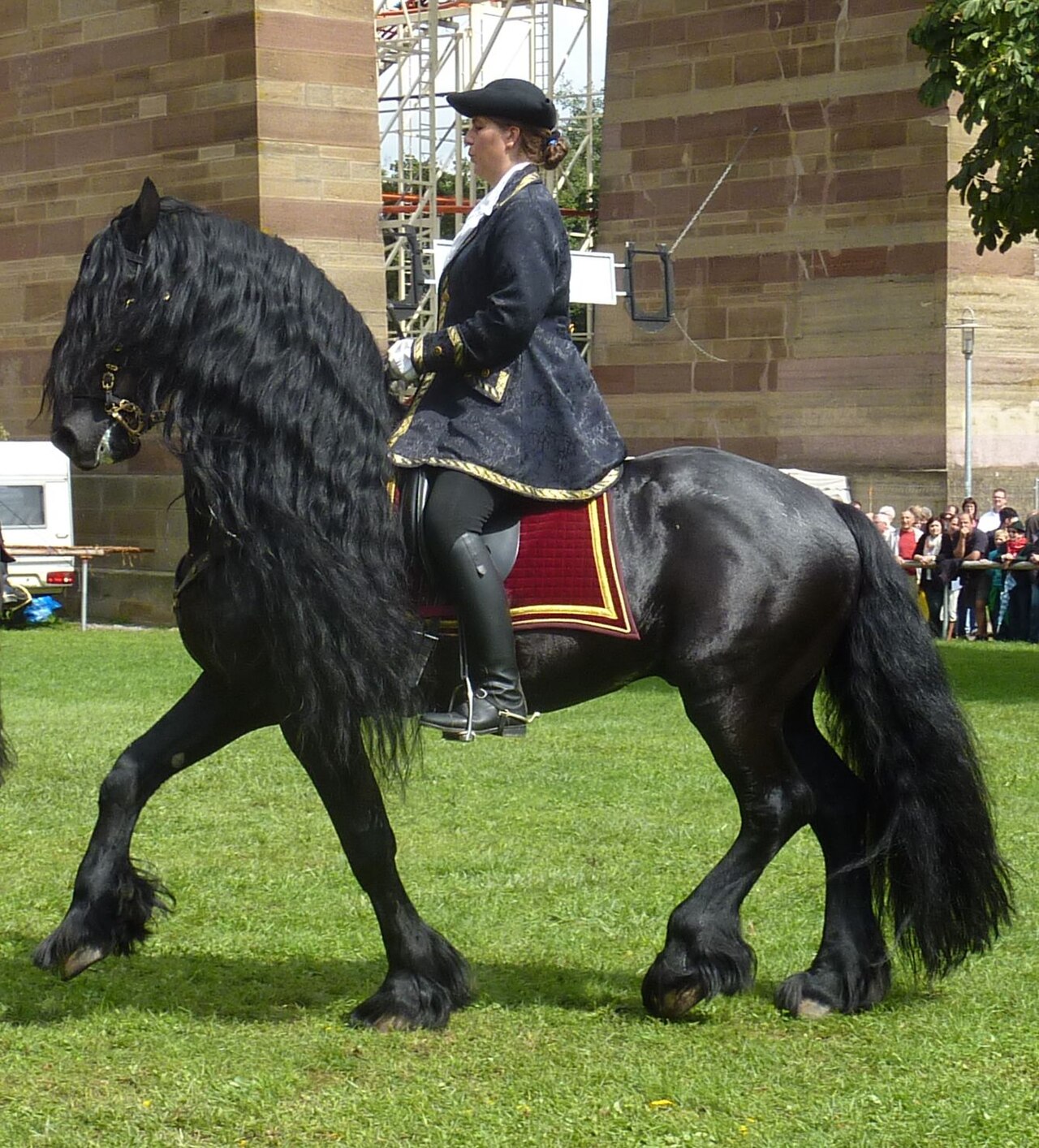 Friesian horse