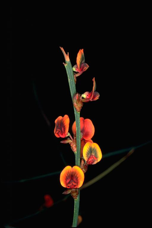 Daviesia pteroclada