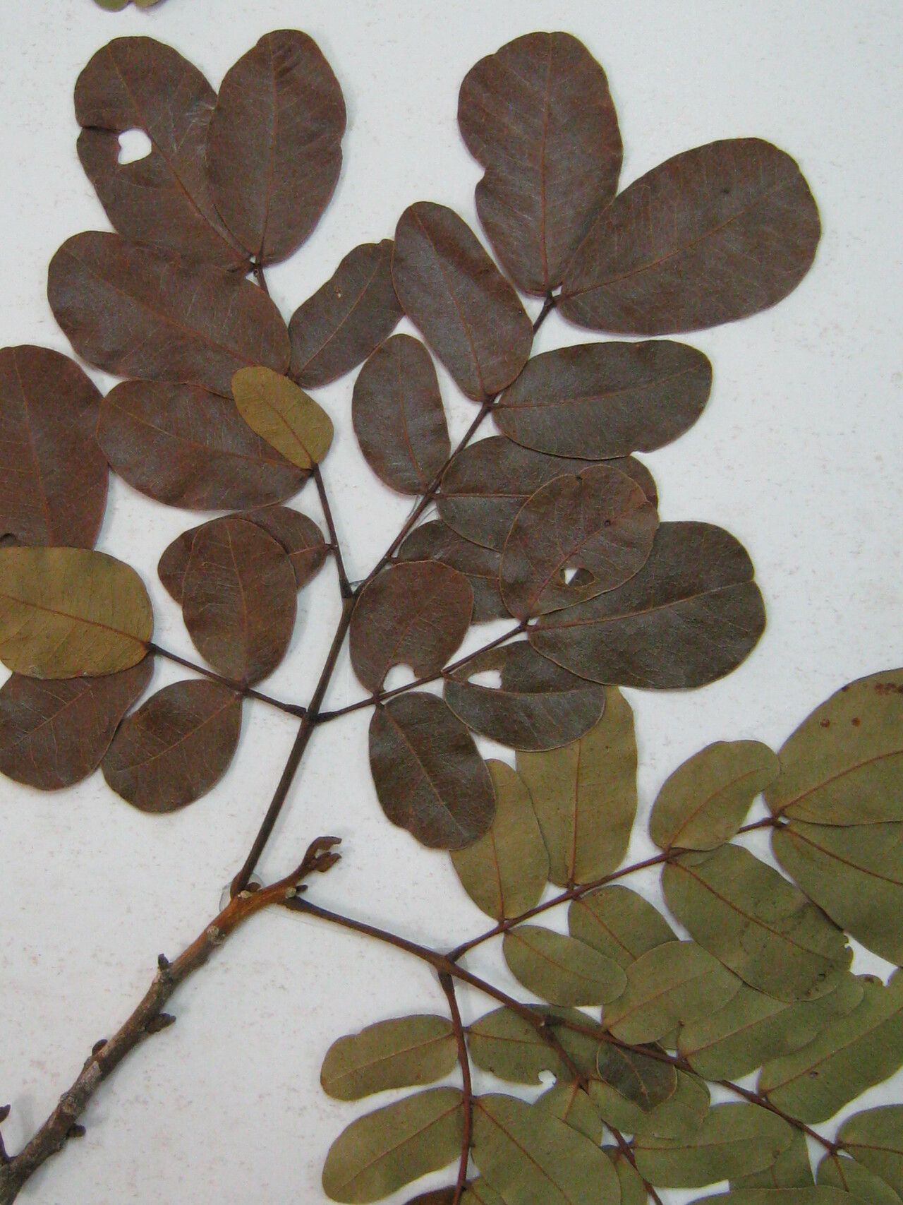 Abarema gallorum