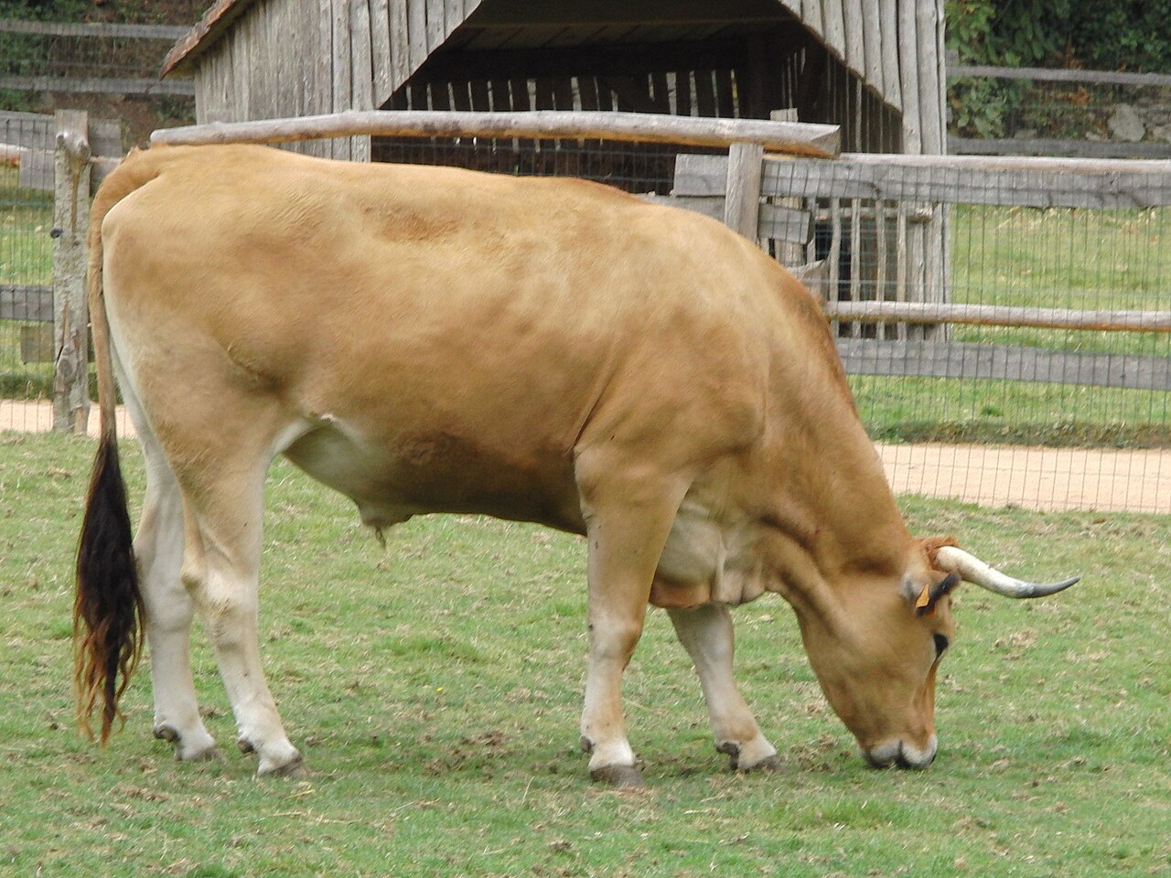 Maraîchine cattle