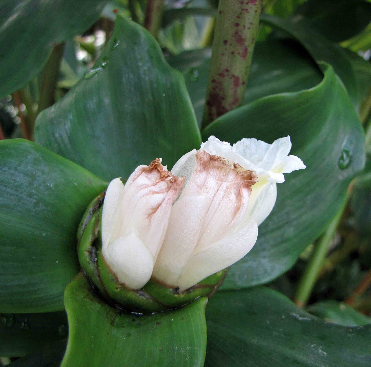 Tapeinochilos spectabilis