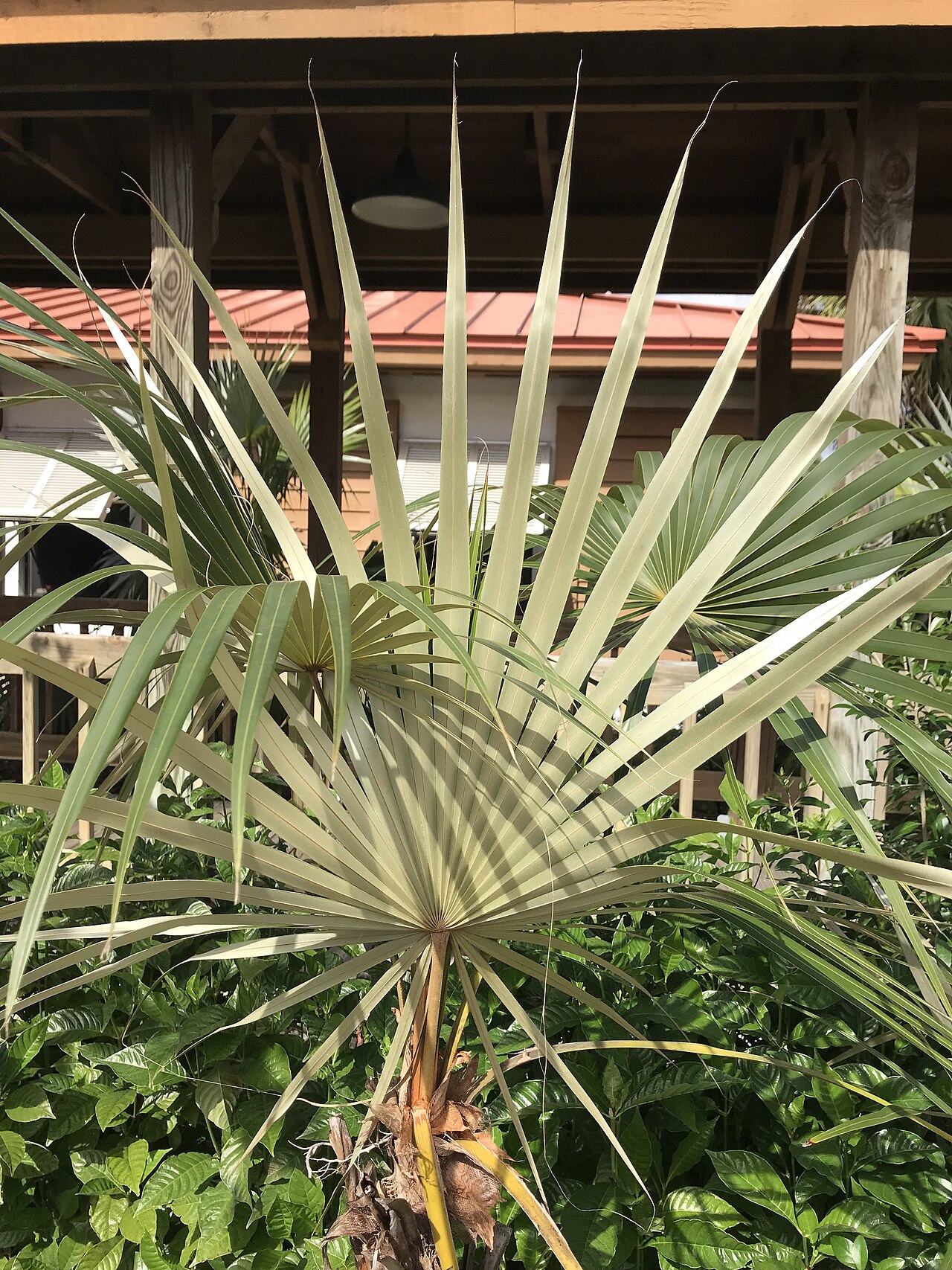 Coccothrinax argentata