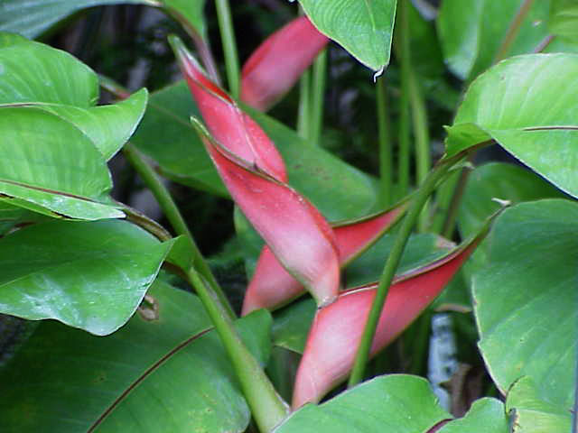 Heliconia stricta