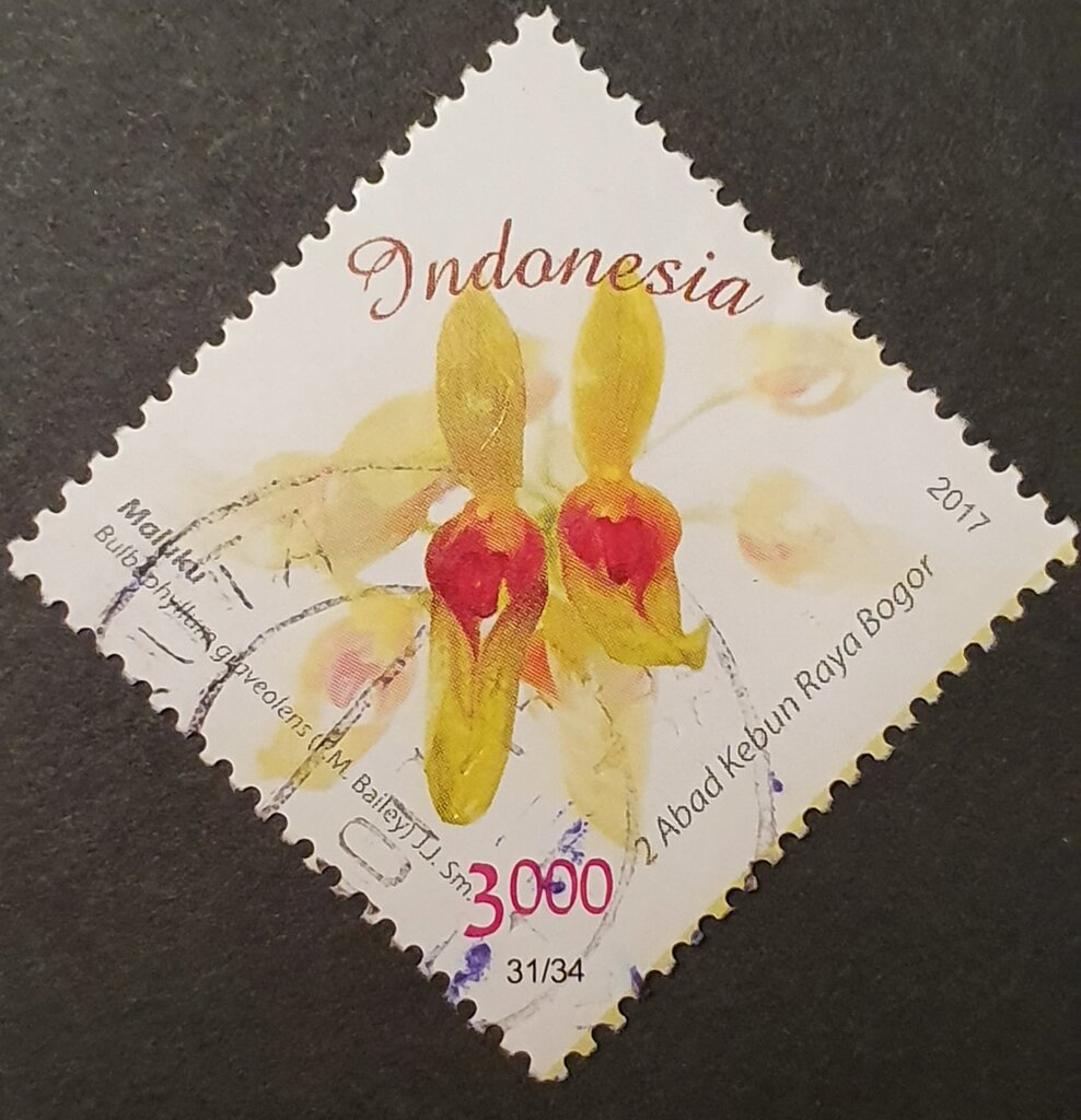 Bulbophyllum graveolens