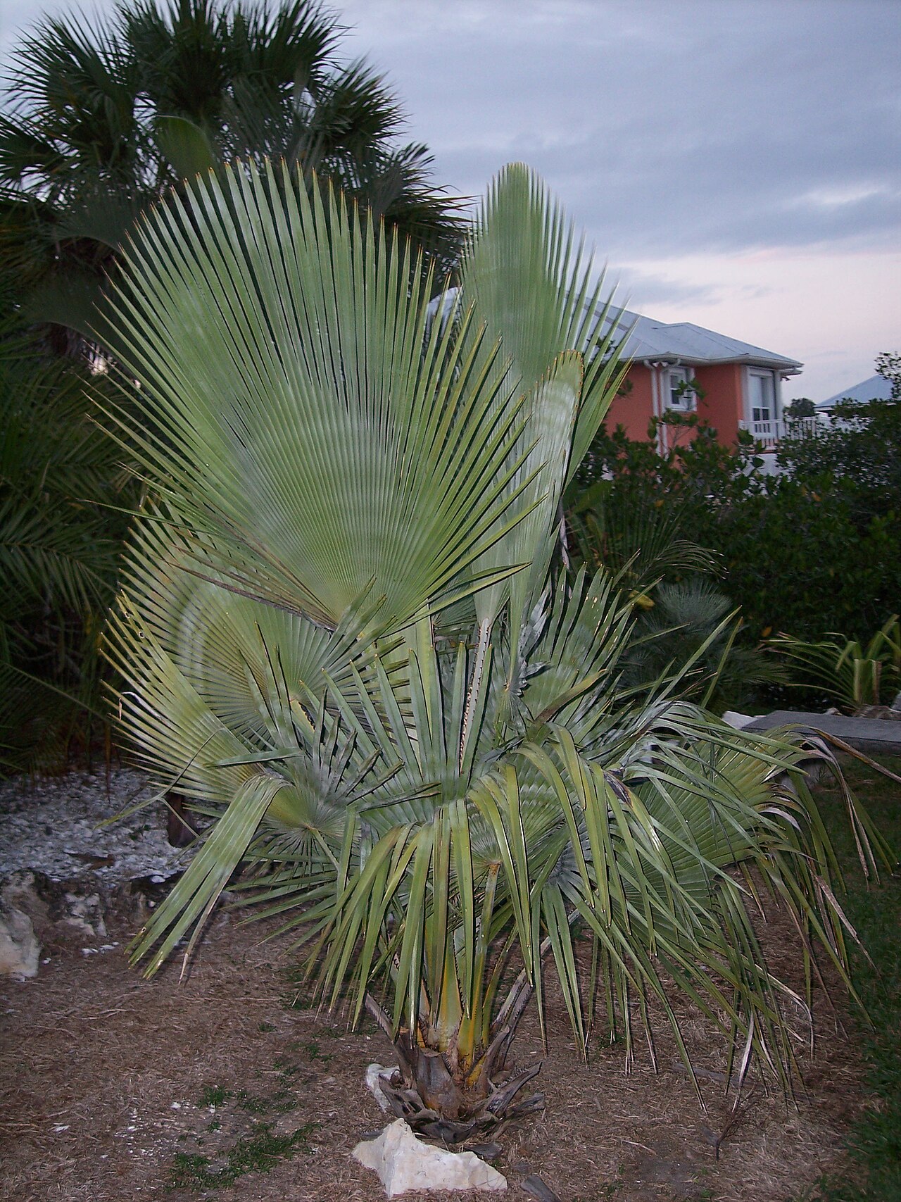 Copernicia baileyana